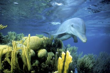 En social flasknosdelfin (Tursiops truncatus) simmar i det klara vattnet utanför Belize. Bilden visar en vild delfin under vattenytan i sin naturliga miljö.