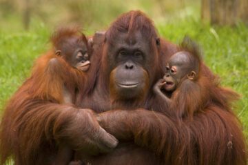 En hona av borneansk orangutang (Pongo pygmaeus) sitter och håller två ungar i famnen på en djurpark i Nederländerna. Den ena ungen är hennes egen, den andra är adopterad efter att ha blivit övergiven av sin biologiska mamma.