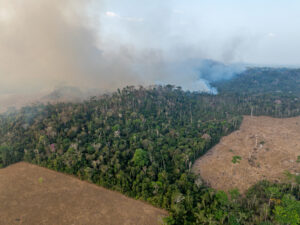 Skogsbrand i Amazonas. Foto: Israel Vale / WWF-Brazil