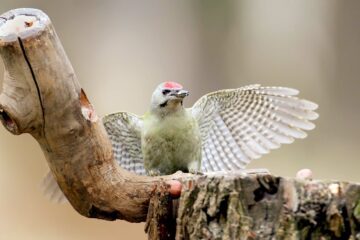 A male of grey woodpecker sits on a forest feeder and show large open wings.