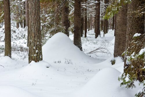 Beautiful snow covered winter forest in Russia. Nature, winter Beautiful snow covered winter forest in Russia. Nature, winter