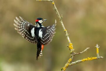 Male great spotted woodpecker Male great spotted woodpecker