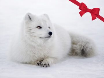 En fjällräv i snön. I högre övre hörnet syns en röd rosett som ger bilden en julkänsla