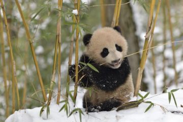 En pandaunge sitter i snön och håller i bambustjälkar bland träden.