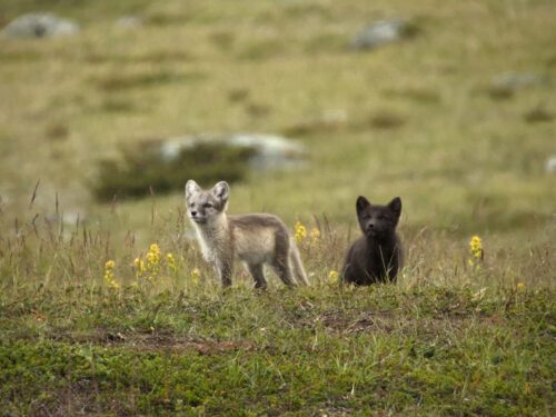 Två fjällrävar i grönt fjällandskap