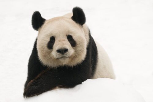 Panda i snön
