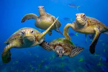 Green turtles swimming in the Great Barrier Reef, Queensland. Green turtles swimming in the Great Barrier Reef, Queensland.