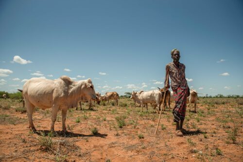 The last herder of Shurr