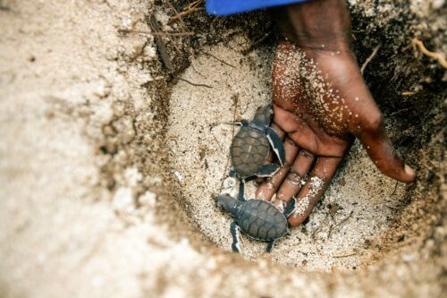 Documenting sustainable lifestyles and WWF projects in Tanzania,