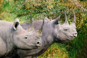 Black rhinoceros (Diceros bicornis); Kenya