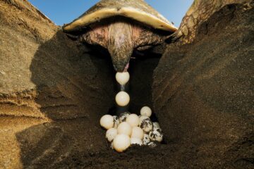 Olive ridley sea turtle laying eggs, Ostional beach, Costa Rica