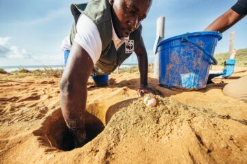 Translocating a marine turtle nest to above the high water mark