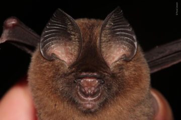 Hipposideros kingstonae-novataxa © Pipat Soisook