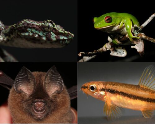 234 nya arter i Mekong_collage Längst upp till vänster ormen Trimeresurus ciliaris och grodan Zhangixalus Melanoleucus. Längst ner till vänster fladdermusen Physoschistura mango och fisken Hipposideros Kingstonae- novataxa. Foto: WWF