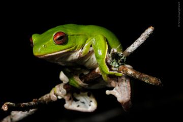 Zhangixalus melanoleucus © Parinya Pawangkhanant