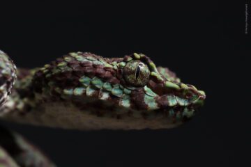 Trimeresurus ciliaris © Parinya Pawangkhanant
