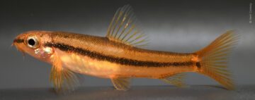 Male Physoschistura mango © Kevin Conway