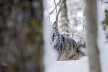 Grey wolf, Tver Oblast, Russia