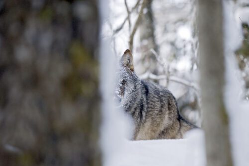 Grey wolf, Tver Oblast, Russia En varg sitter i snöig skog, delvis dold av trädstammar och grenar.