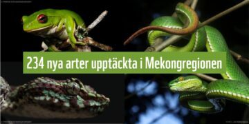 234 nya arter i Mekongregionen