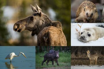 En collage med djur: en älg, en ägretthäger ståendes i vatten, ett vildsvin, ett rådjur, en igelkott och en gråsäl.