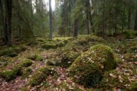 Finland och Sverige återstående ur- och naturskogar är hotade. Foto Ola Jennersten.