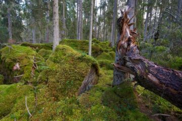 Urskog i Sverige. Foto Ola Jennersten.