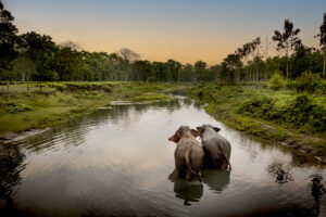 Två elefanter går bortåt i en flod Två elefanter går bortåt i en flod i en naturskön plats nära Manas nationalpark, Assam, Indien.