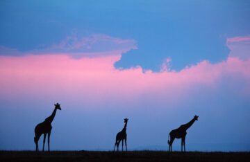 Giraffer under stormig solnedgång i afrika