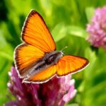 Orange fjäril på rödklöver
