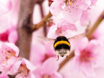 Humla flyger över päronblomster