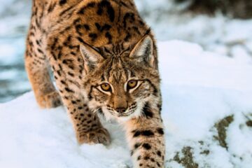 Årets lodjursjakt pågår mellan den 1 och 31 mars. Foto: Tomas Hulik WWF