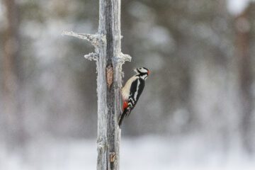Hackspett som hackar på en grankotte för att få ut frön. Hjälp fåglarna genom att mata dem under sportlovet.