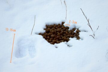 Älgspillning i snö.