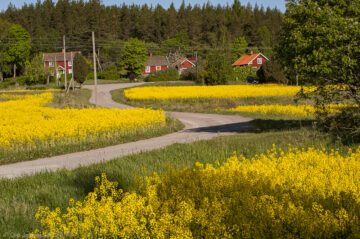 En väg snirklar sig med rapsfält på båda sidor. Röda hus med vita knutar och skog syns i bakgrunden.