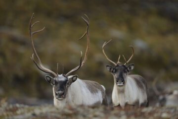 Två renar, den vänstra med större hornkrona än den högra. Fotade mot naturbakgrund.