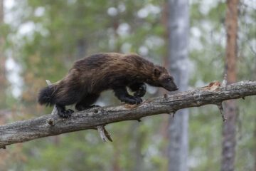 Järv som balanserar på en trädgren ovan marken. Grön skog i bakgrunden.