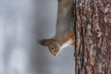 Ekorre som klättrar nedför en tallstam.