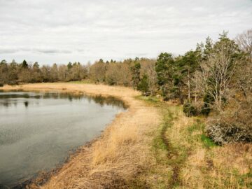 En liten sjö med en gräsbevuxen strand och skog i bakgrunden under en molnig himmel.