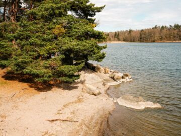 En strand med sand och sten nära lugnt vatten, omgiven av gröna träd och en skog i bakgrunden under en klar himmel.