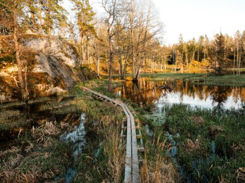 RM-20240506-7673-Eko1-25 En smal trästig slingrar sig genom ett våtmarksområde bredvid en stilla sjö, omgiven av höstfärgade träd och vegetation.
