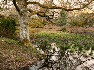 Ett träd med krokiga grenar reflekteras i en stilla vattenpöl omgiven av gräs och höstfärgad vegetation.