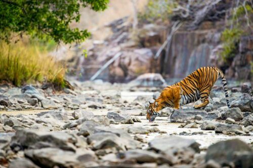 Tiger drinks from a stream in Ranthambhore National Park, India. Tiger drinks from a stream in Ranthambhore National Park, India.