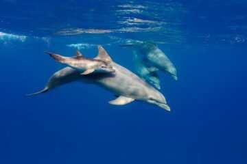 Bottlenose dolphin with calf