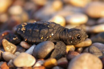 Loggerhead turtle (Caretta caretta); Cirali, Antalya Province, T