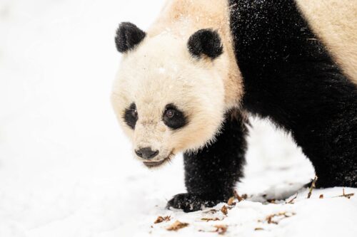 Wild Giant Panda Wild Giant Panda
