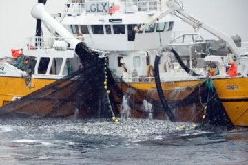 En klar majoritet av strömmingen som fiskats av svenska fiskare blir till fiskfoder.