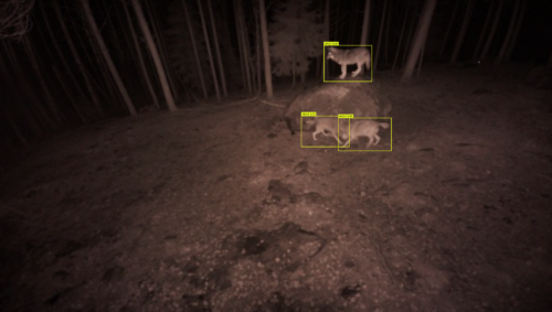 Drönarbild på natten som identifierat tre vargar, alla tre markerade med gula rutor.