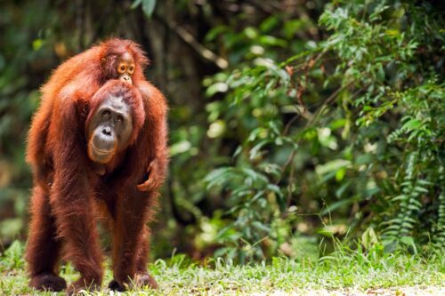 Bornean Orangutan female carrying her daughter
