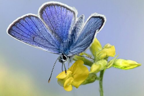 En blåvinge sitter på en gul blomma